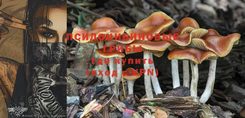 kraken ТОР  Каргополь  Галлюциногенные грибы Psilocybine cubensis  где продают наркотики 