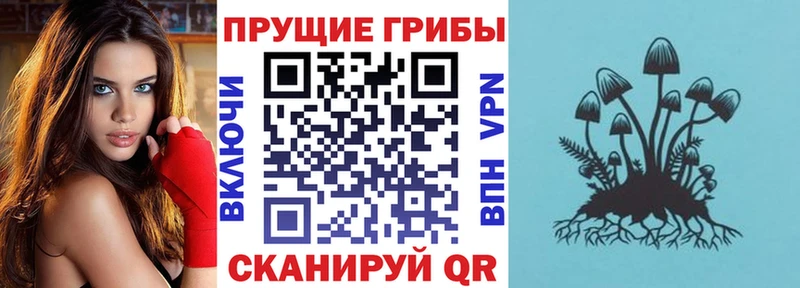 Псилоцибиновые грибы Cubensis  omg сайт  Каргополь 